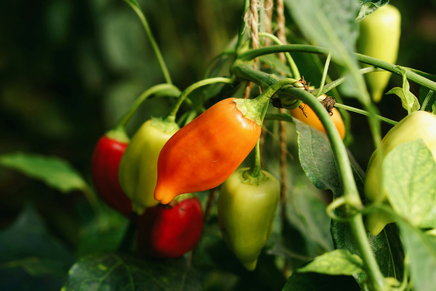 Carolina Reaper